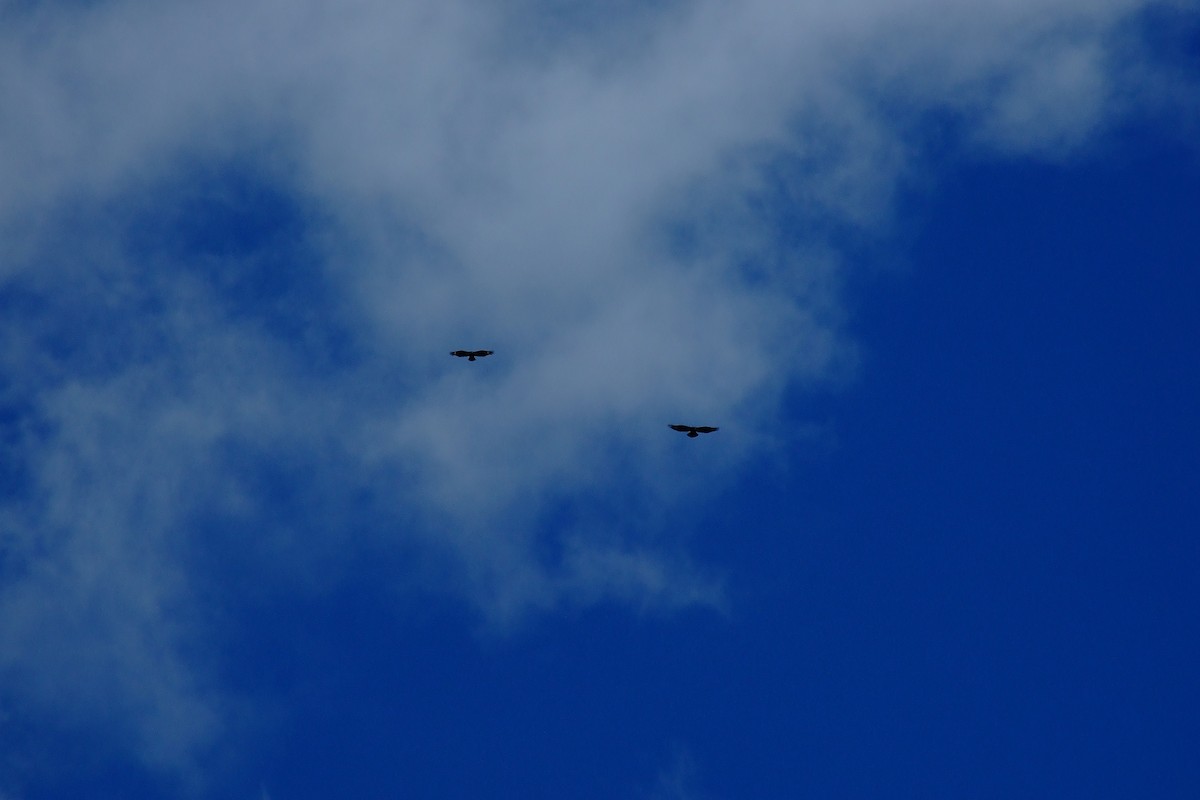 Aigle de Verreaux - ML615361176