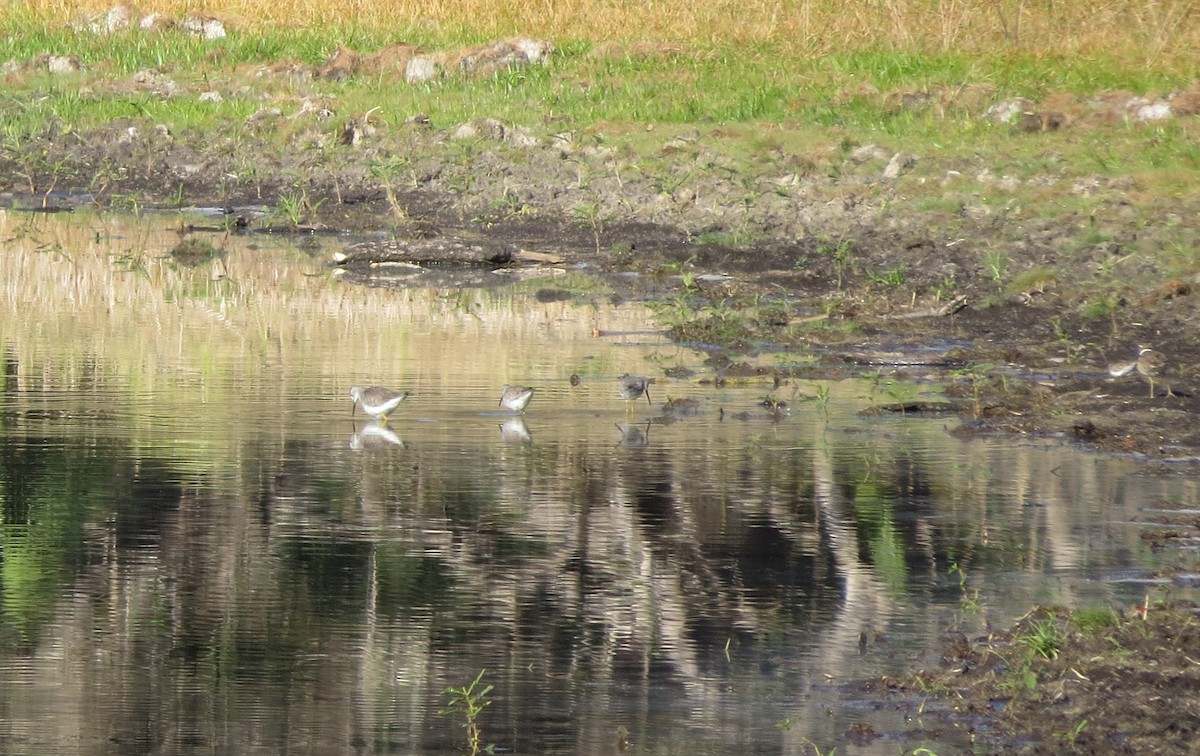 Stilt Sandpiper - ML615361249