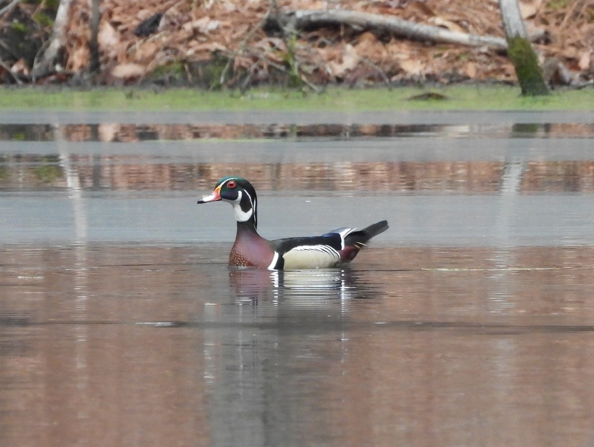 Wood Duck - ML615361271