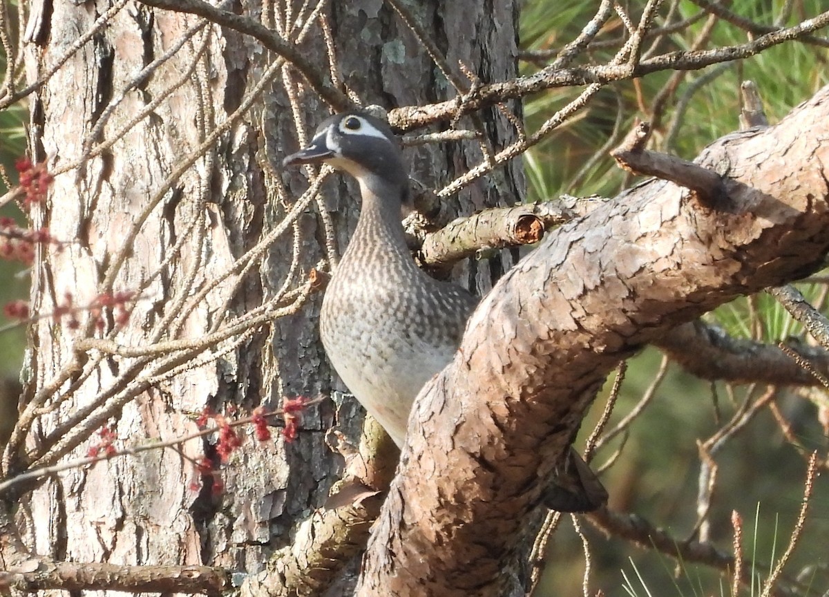 Wood Duck - ML615361272