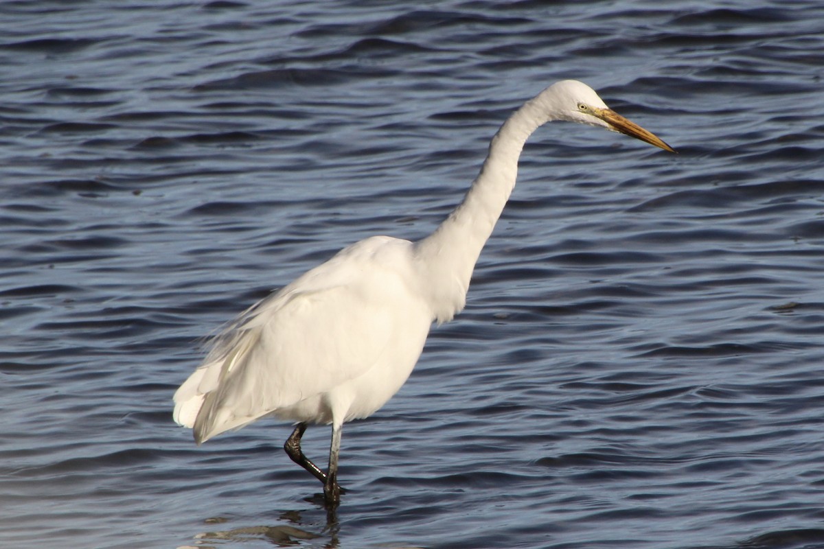 Great Egret - Ann Monk