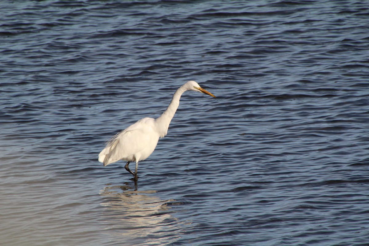 Great Egret - ML615361292