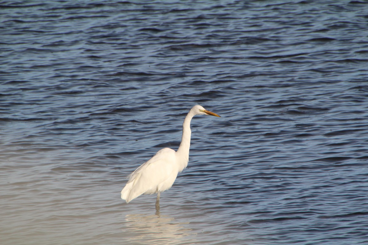 Great Egret - ML615361294