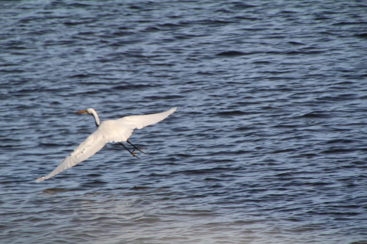 Great Egret - ML615361296