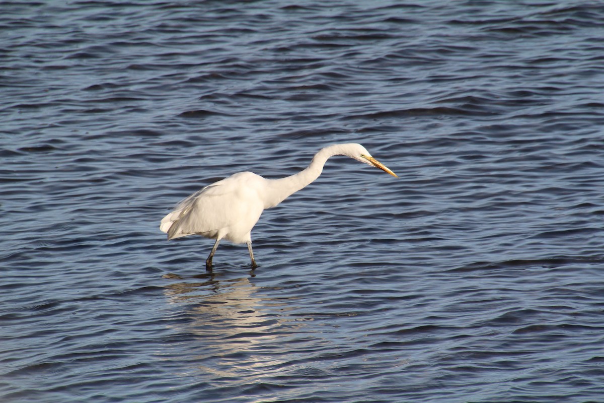 Great Egret - ML615361311