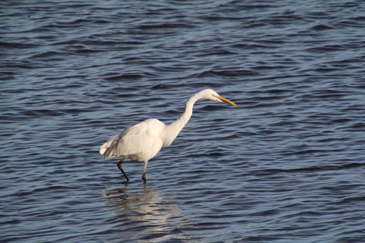 Great Egret - ML615361312