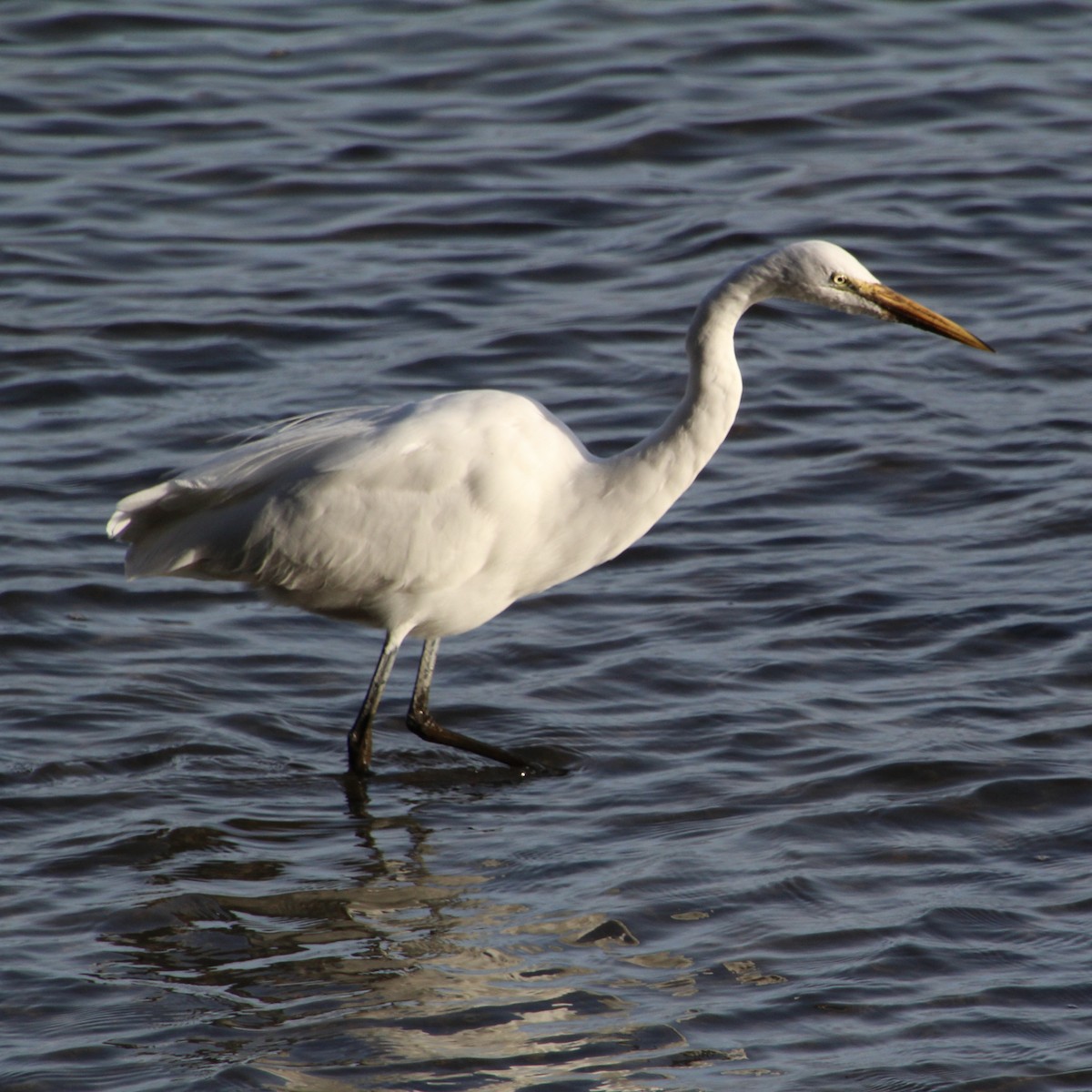 Great Egret - ML615361316