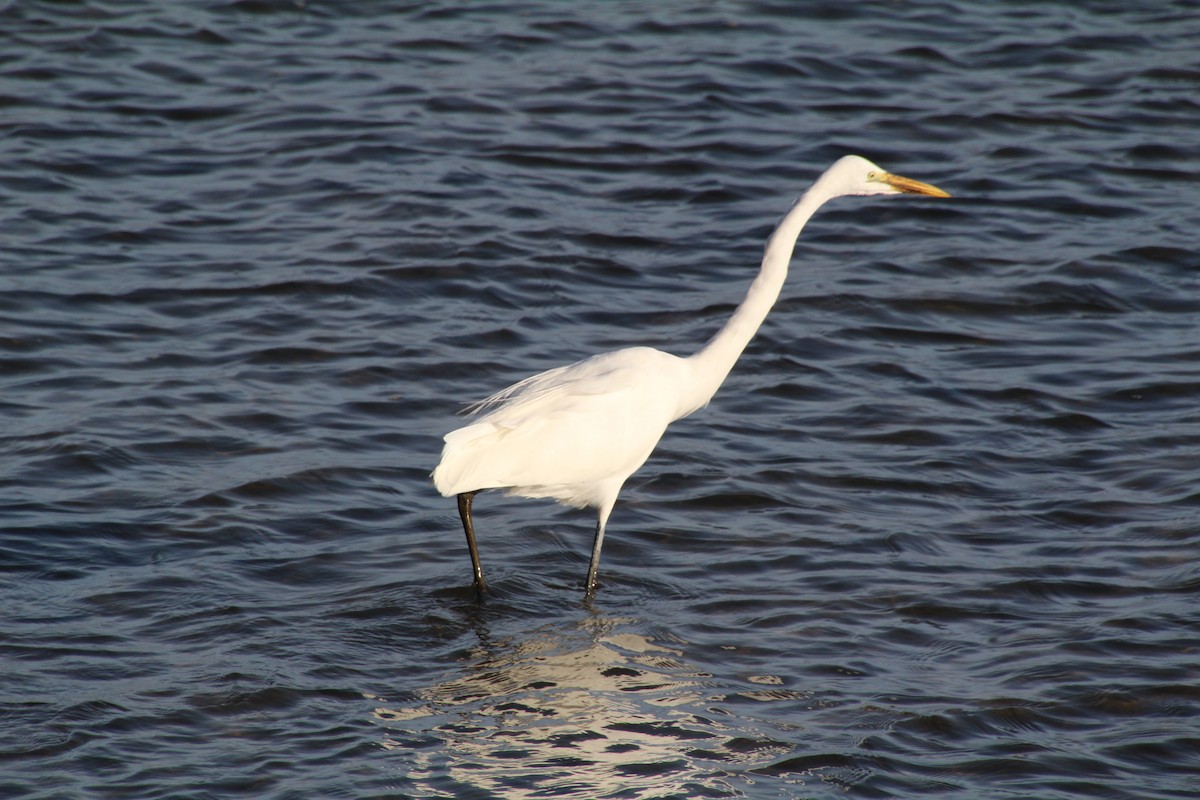 Great Egret - ML615361320