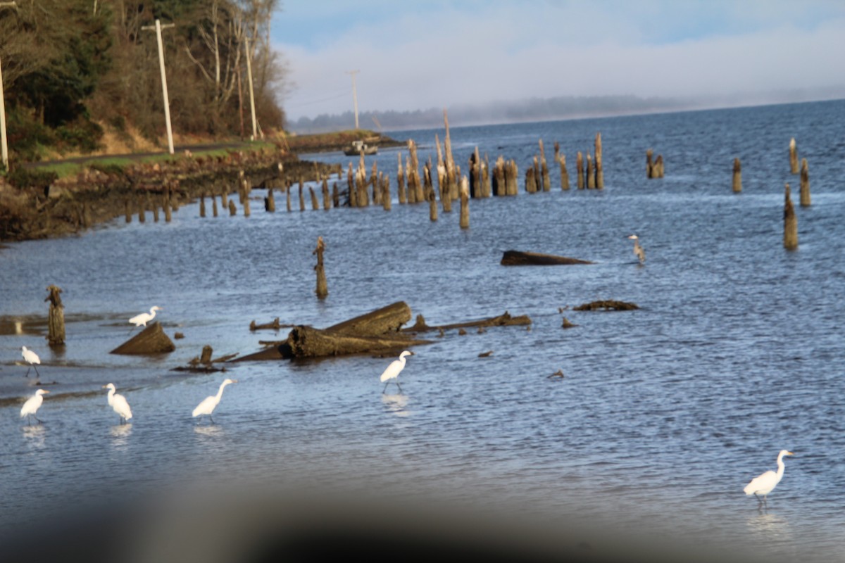 Great Egret - ML615361327