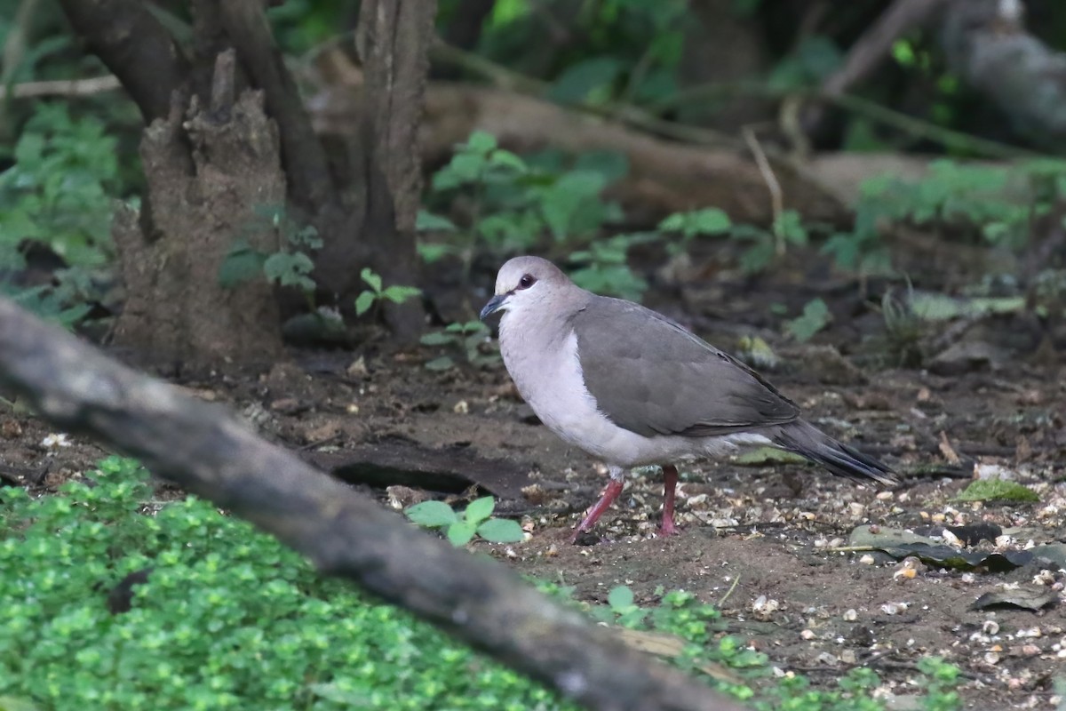 White-tipped Dove (decolor) - ML615361330