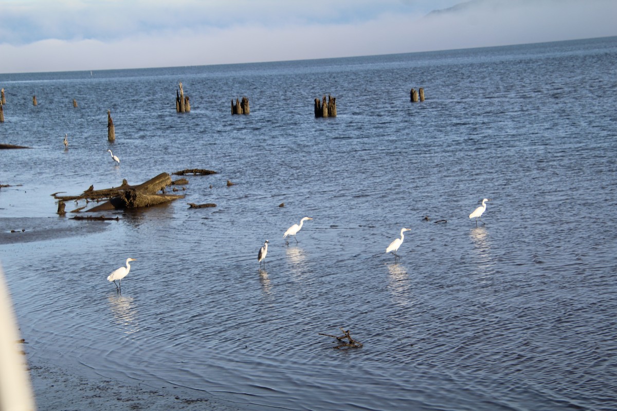 Great Egret - ML615361331