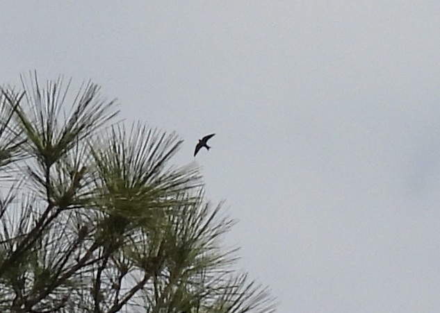 Purple Martin - Mark DiGiovanni