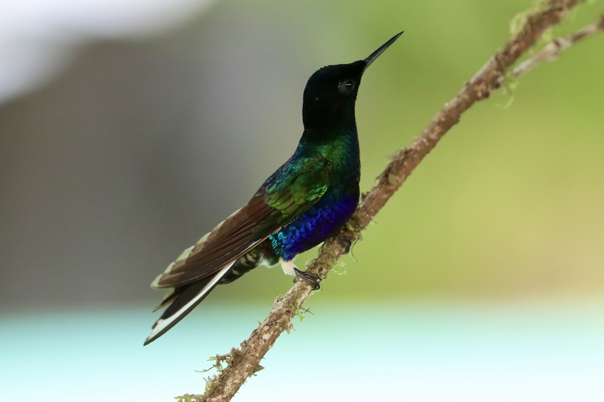 kolibřík hyacintový - ML615361352