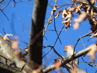 Red-bellied Woodpecker - ML615361377
