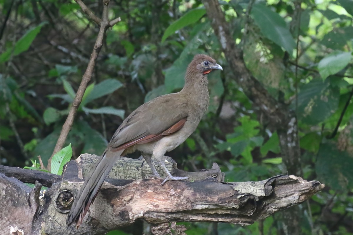 Rufous-headed Chachalaca - ML615361409