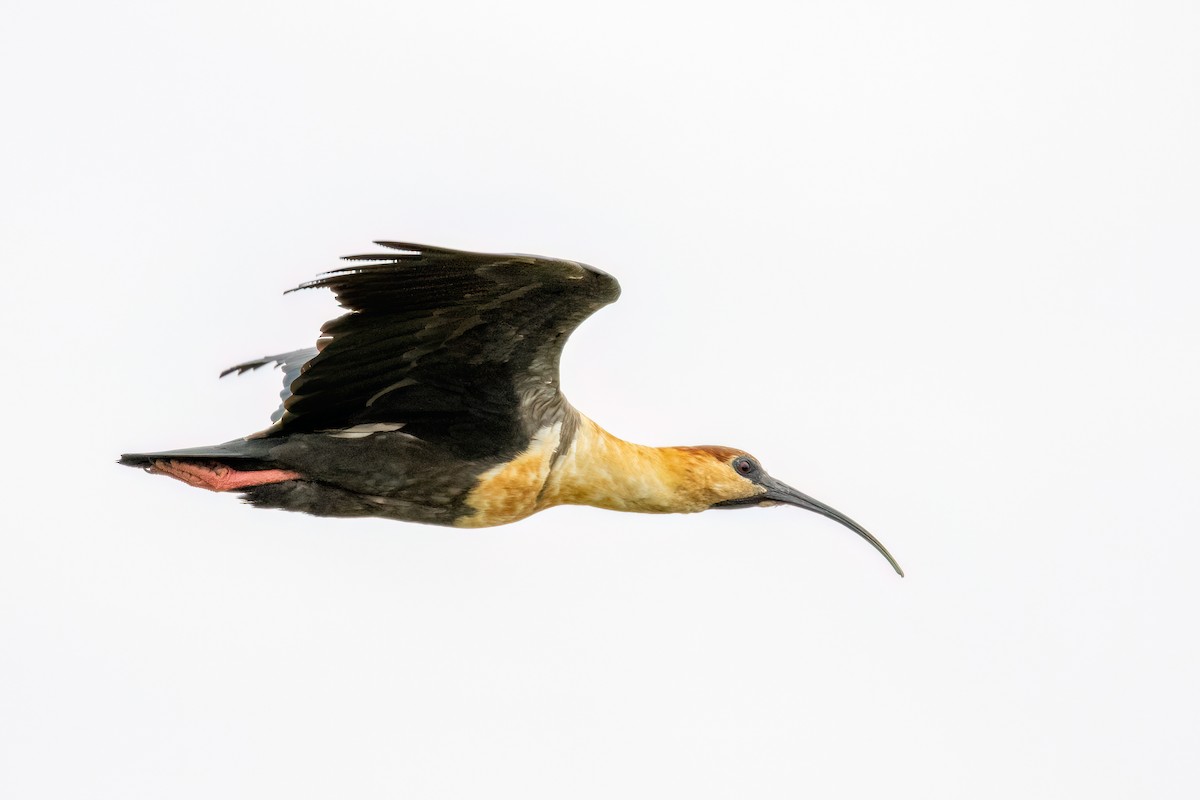 ibis laločnatý - ML615361414