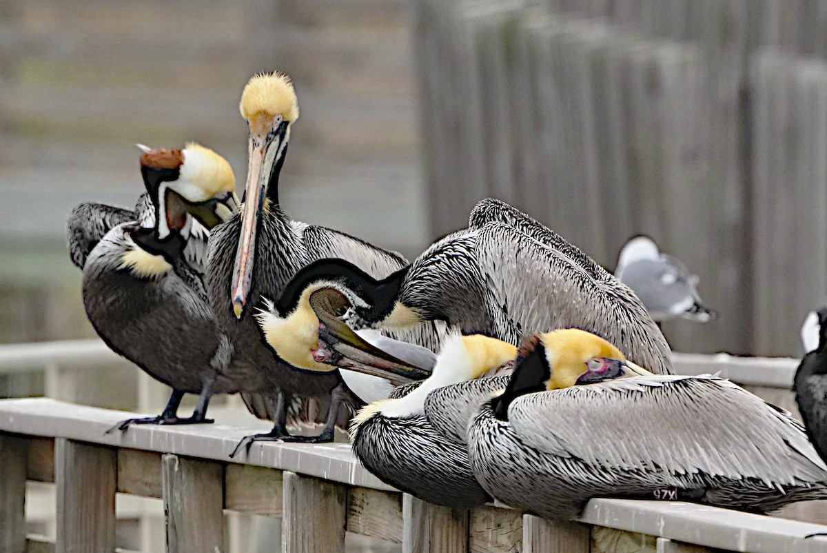 pelikán hnědý - ML615361418