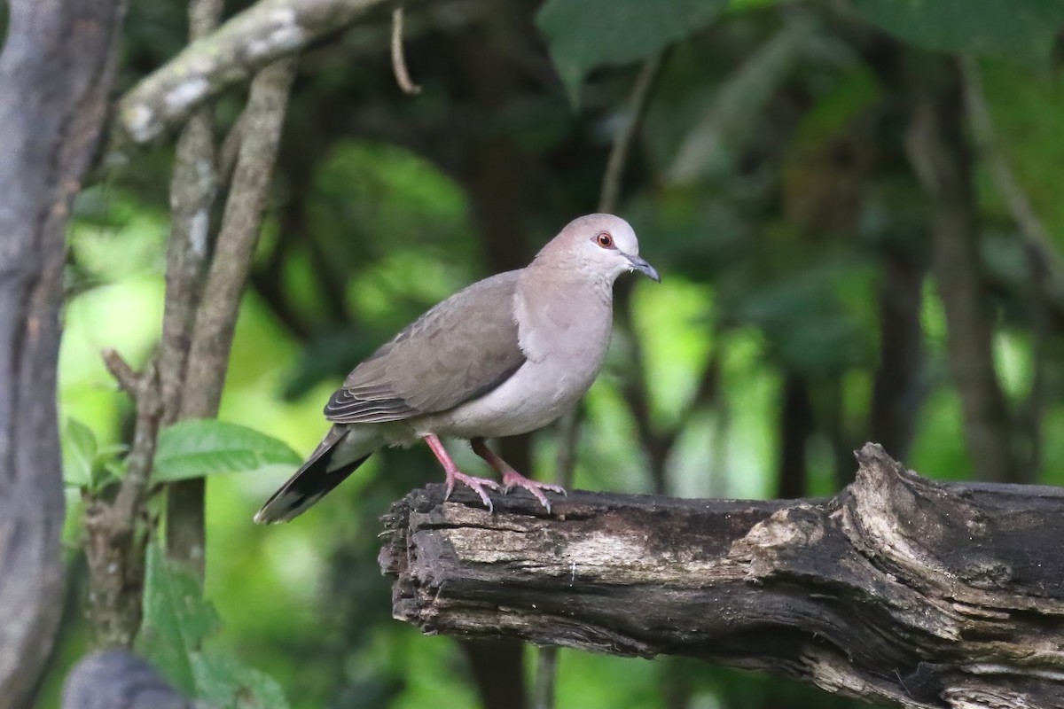 White-tipped Dove (decolor) - ML615361446