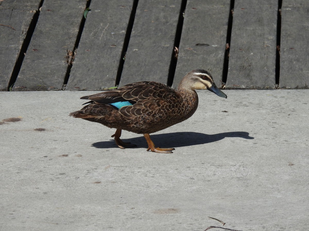 Pacific Black Duck - ML615361447