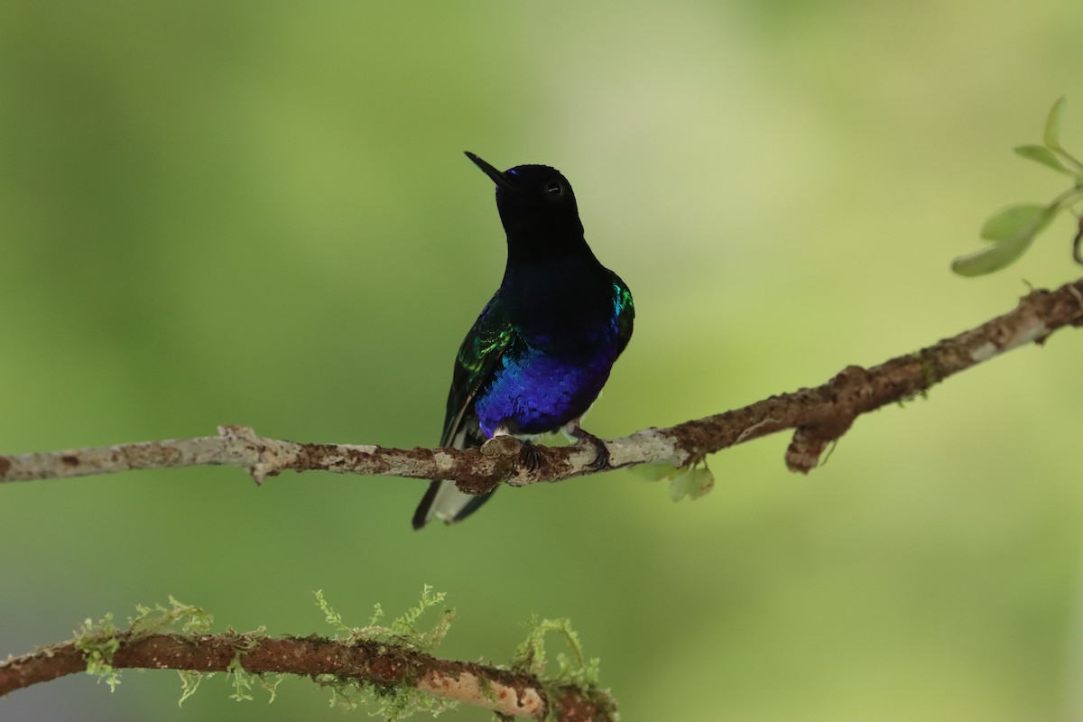 kolibřík hyacintový - ML615361449