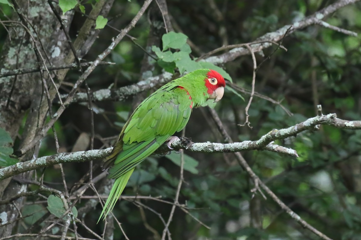 Red-masked Parakeet - ML615361464