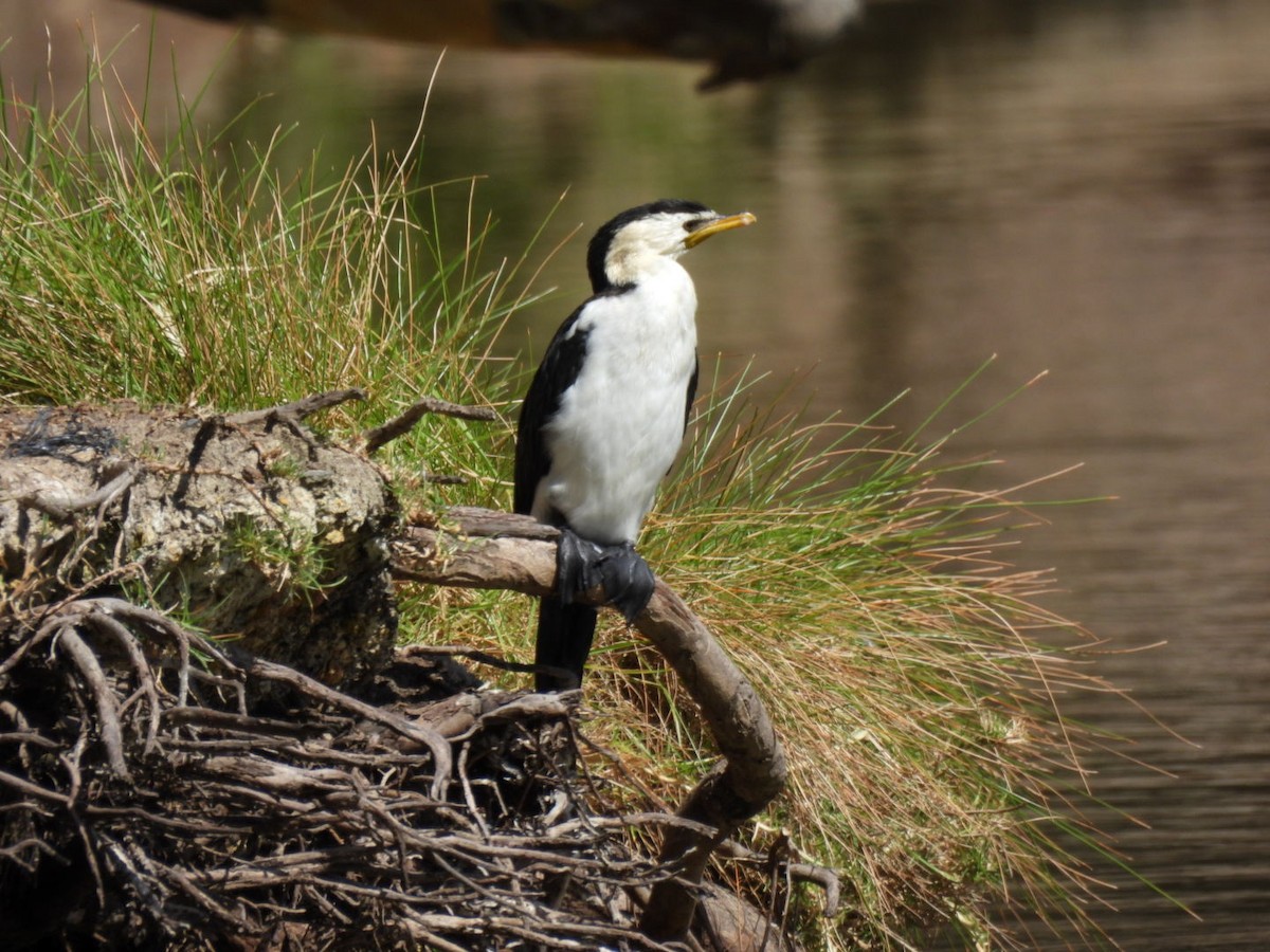 Little Pied Cormorant - ML615361468