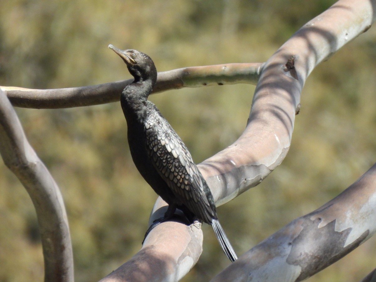 Little Black Cormorant - ML615361511