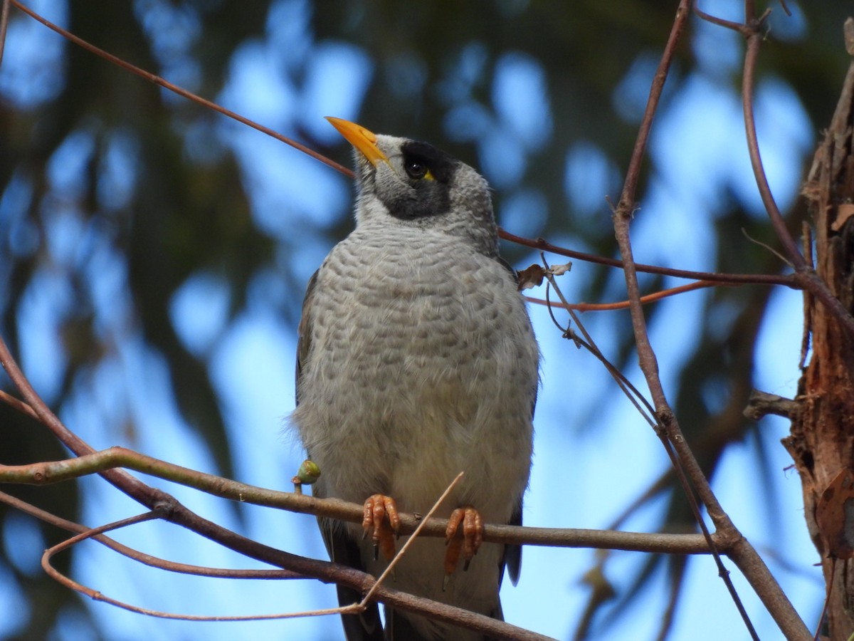Noisy Miner - ML615361542