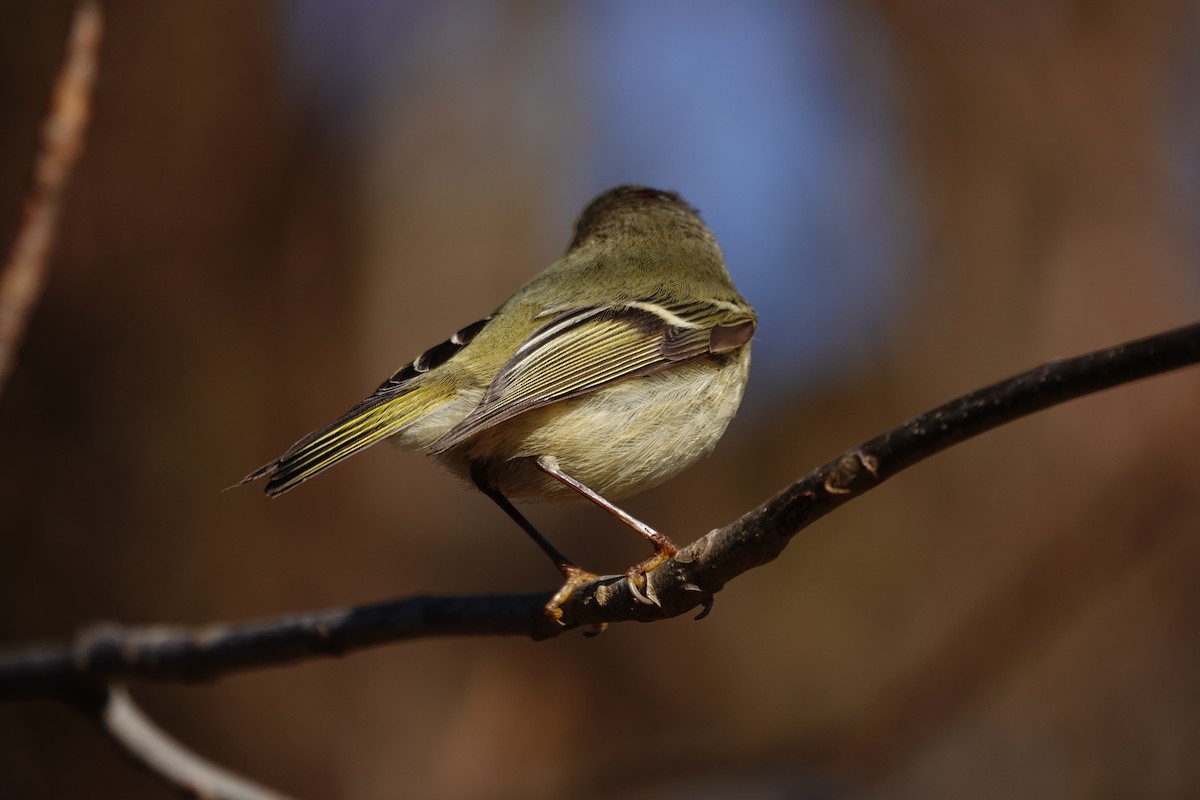 Ruby-crowned Kinglet - Jo Fasciolo