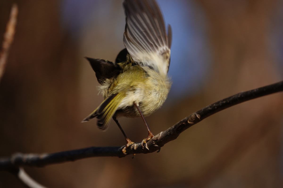 Ruby-crowned Kinglet - ML615361546