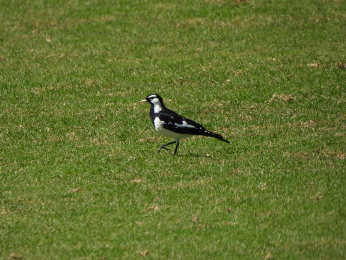 Magpie-lark - ML615361602
