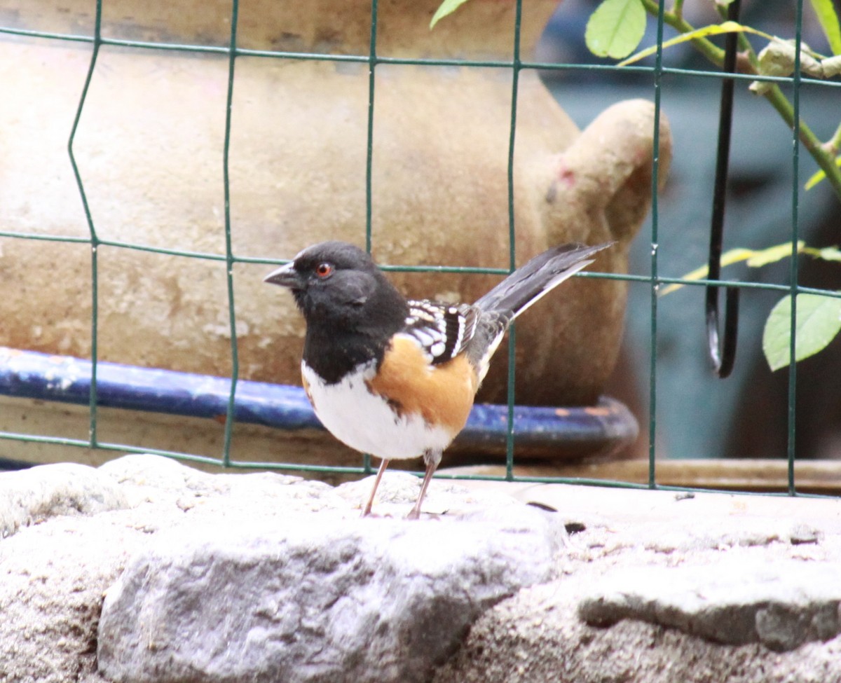 Spotted Towhee - ML615361606
