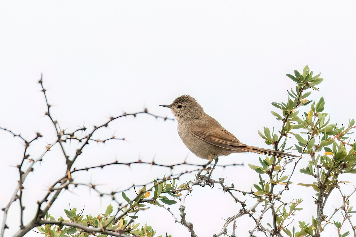 Sharp-billed Canastero - Marcos Eugênio Birding Guide