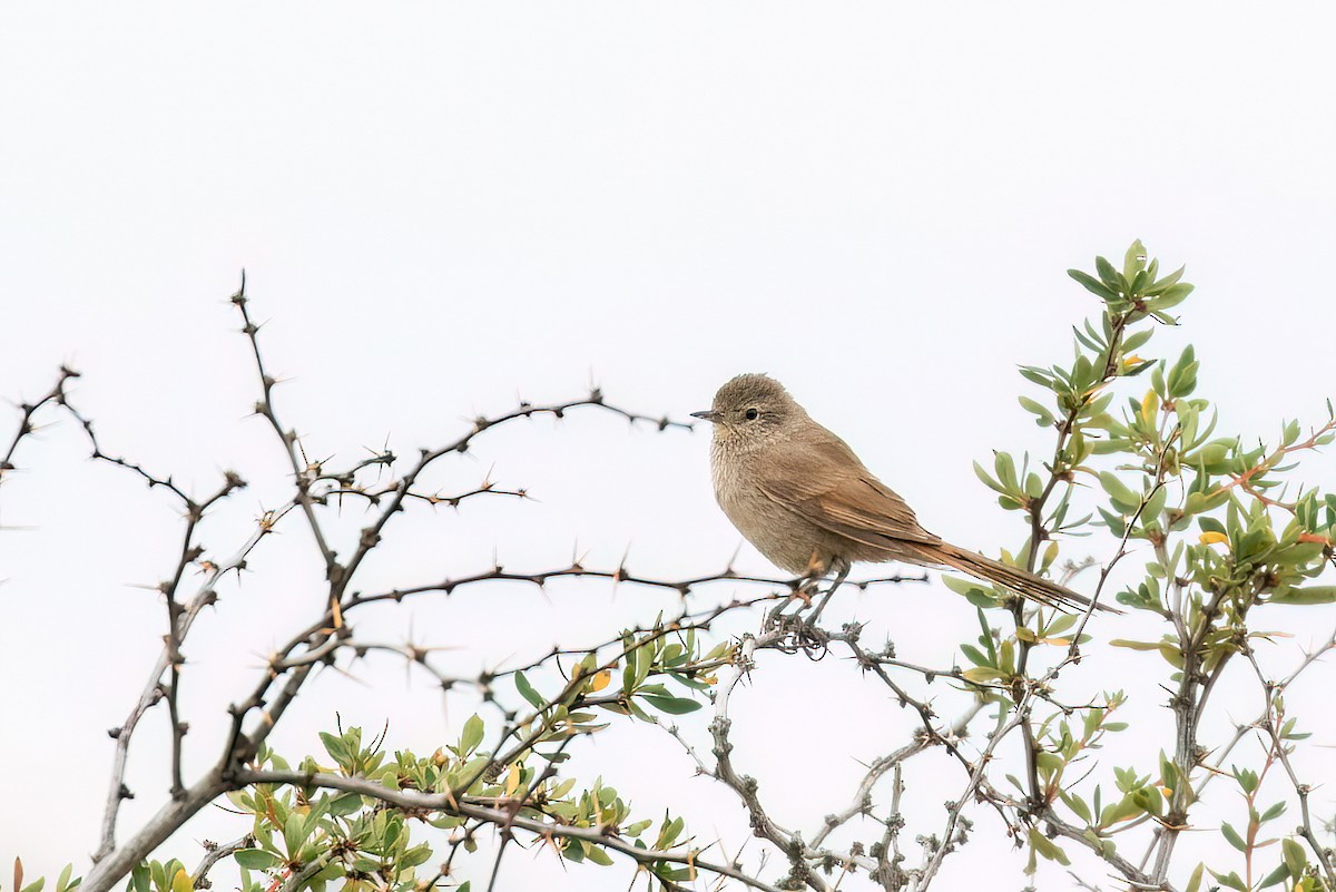 Sharp-billed Canastero - Marcos Eugênio Birding Guide