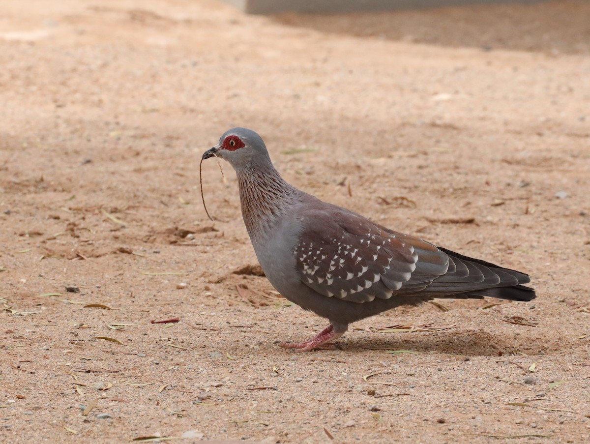 Pigeon roussard - ML615361613