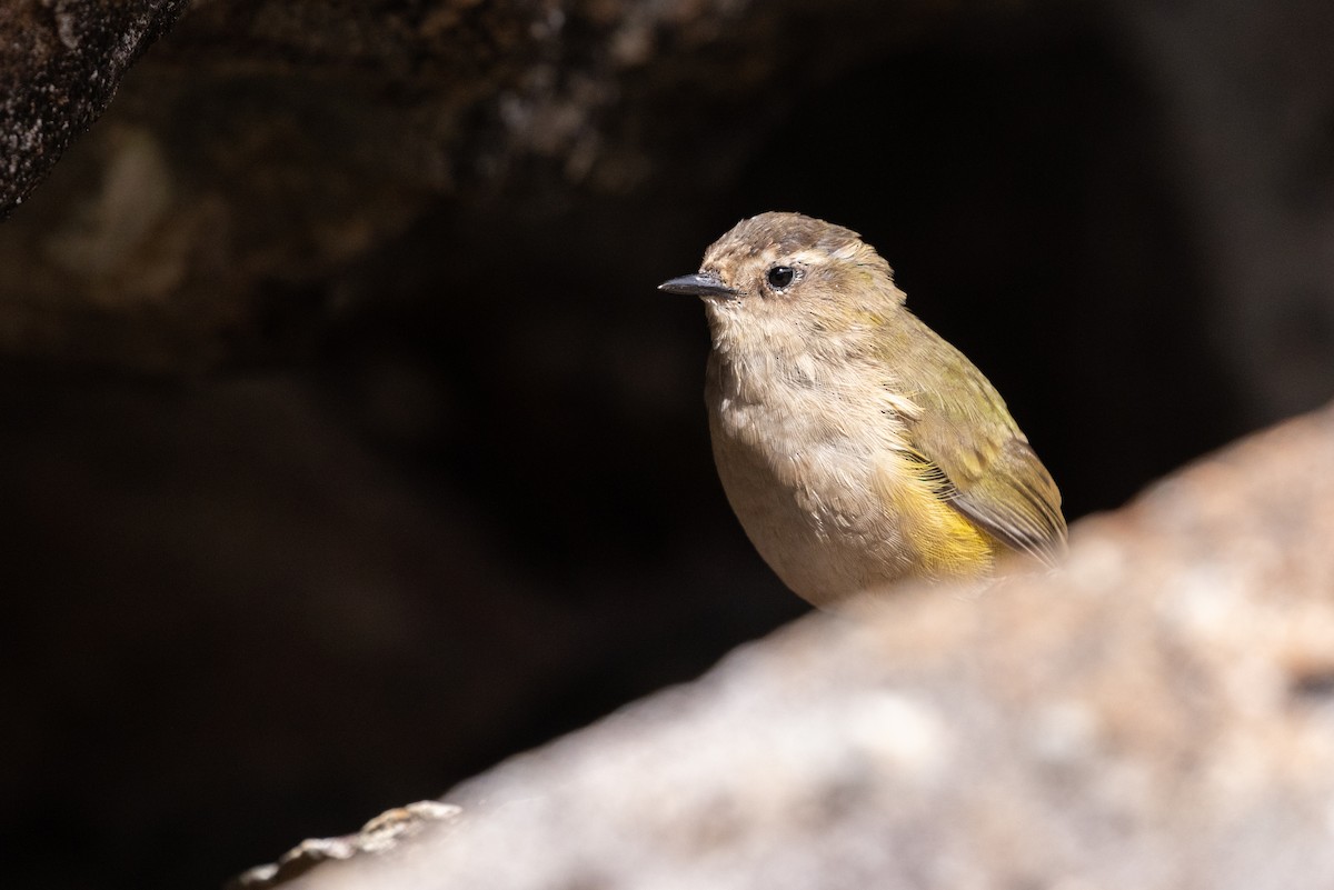 South Island Wren - ML615361619