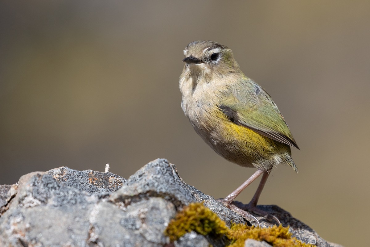 South Island Wren - ML615361621