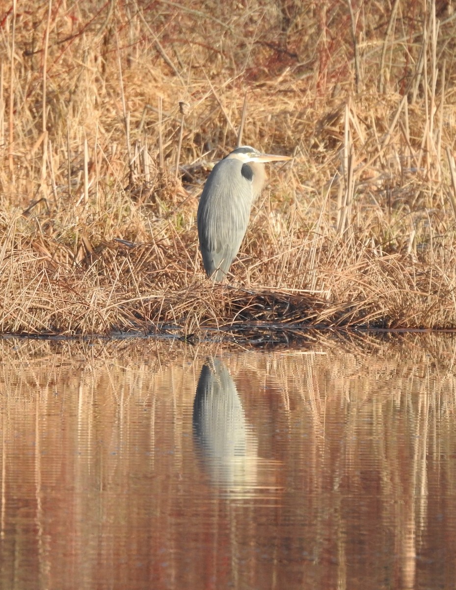 Great Blue Heron - ML615361645