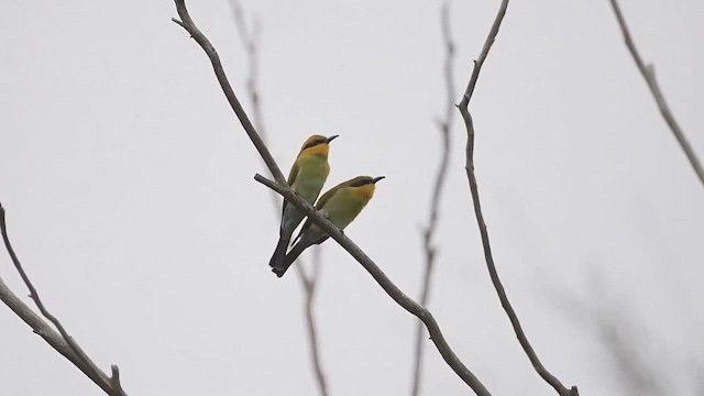 Rainbow Bee-eater - ML615361666