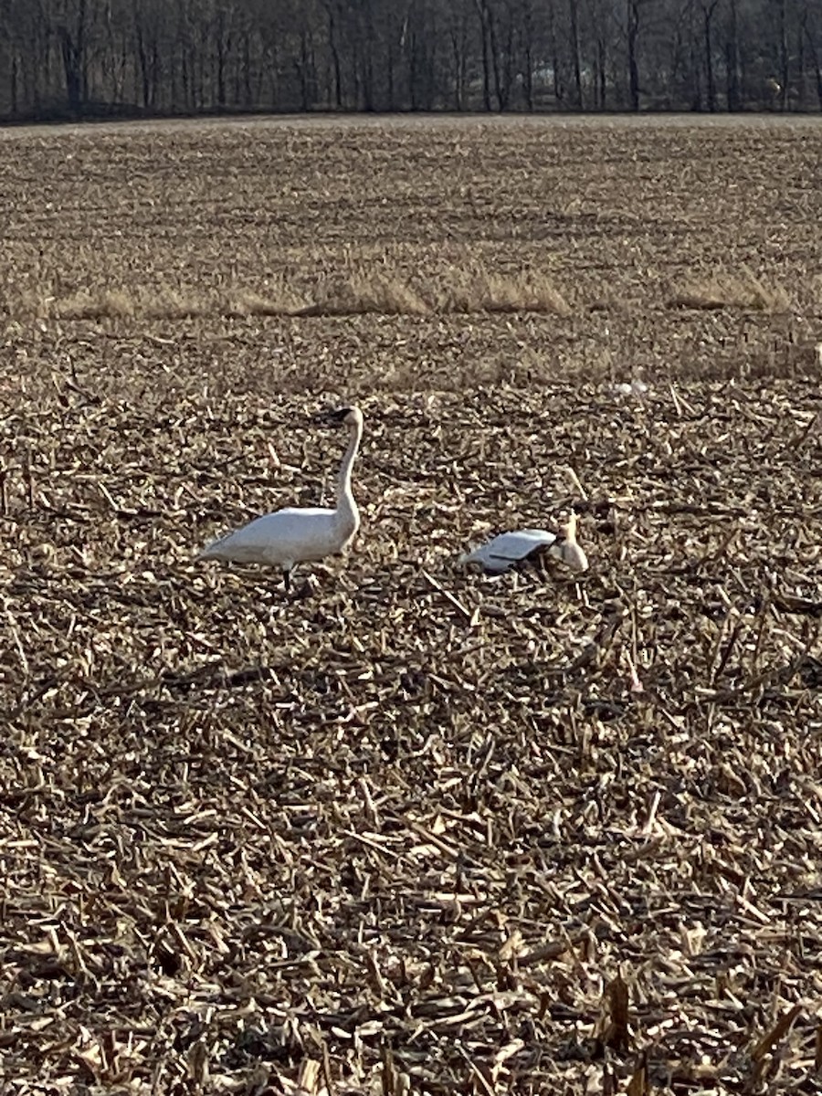 Trumpeter Swan - ML615361723