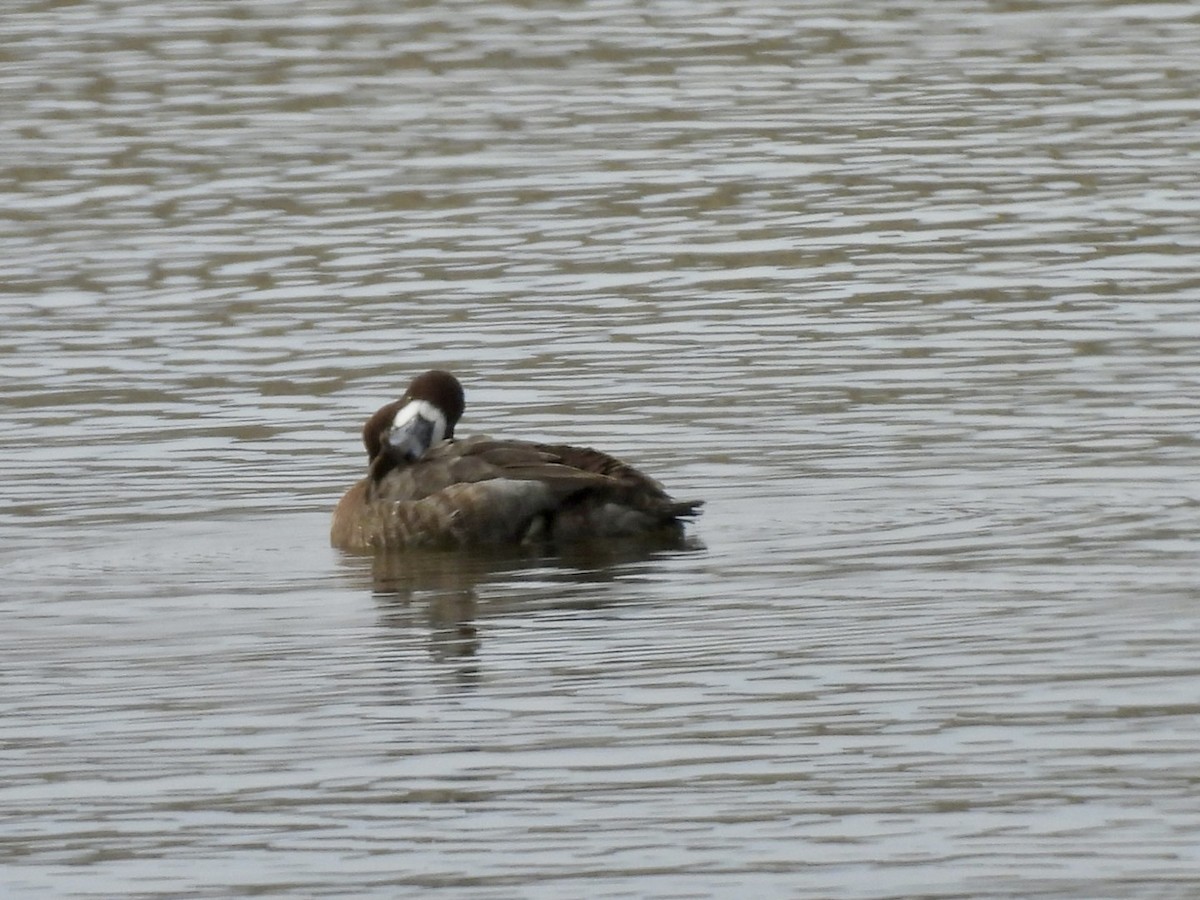 Greater Scaup - ML615361779