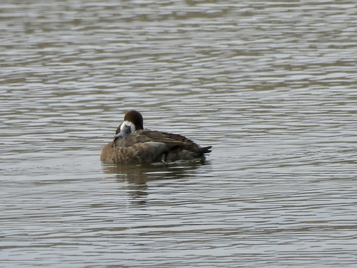 Greater Scaup - ML615361780