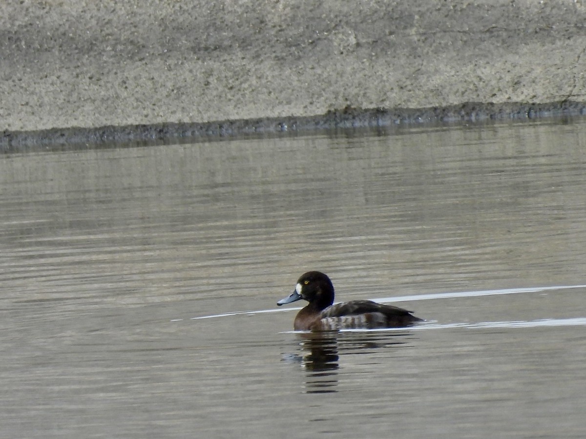 Greater Scaup - ML615361781