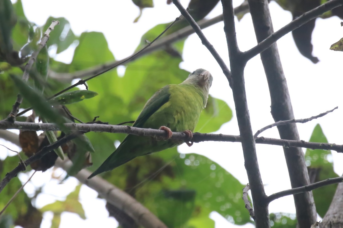 ワタボウシミドリインコ - ML615361785