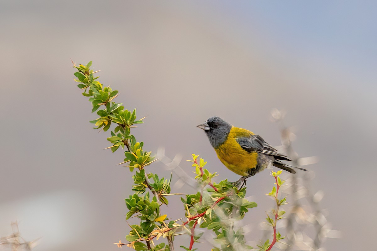 Gray-hooded Sierra Finch - Marcos Eugênio Birding Guide