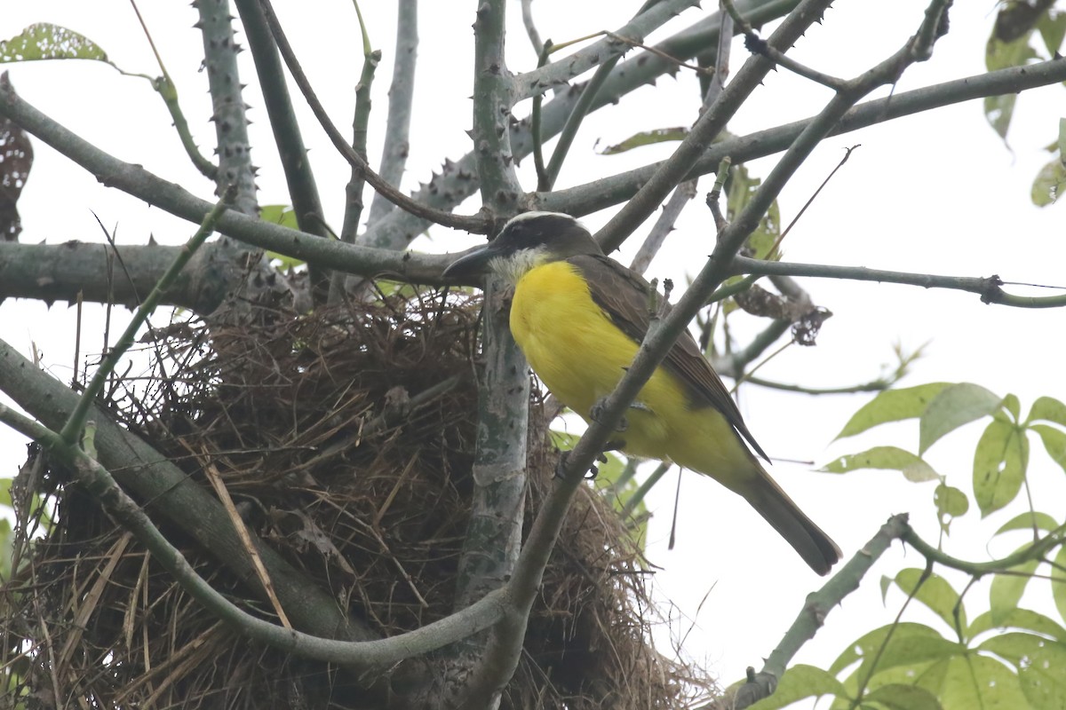 Boat-billed Flycatcher - ML615361845