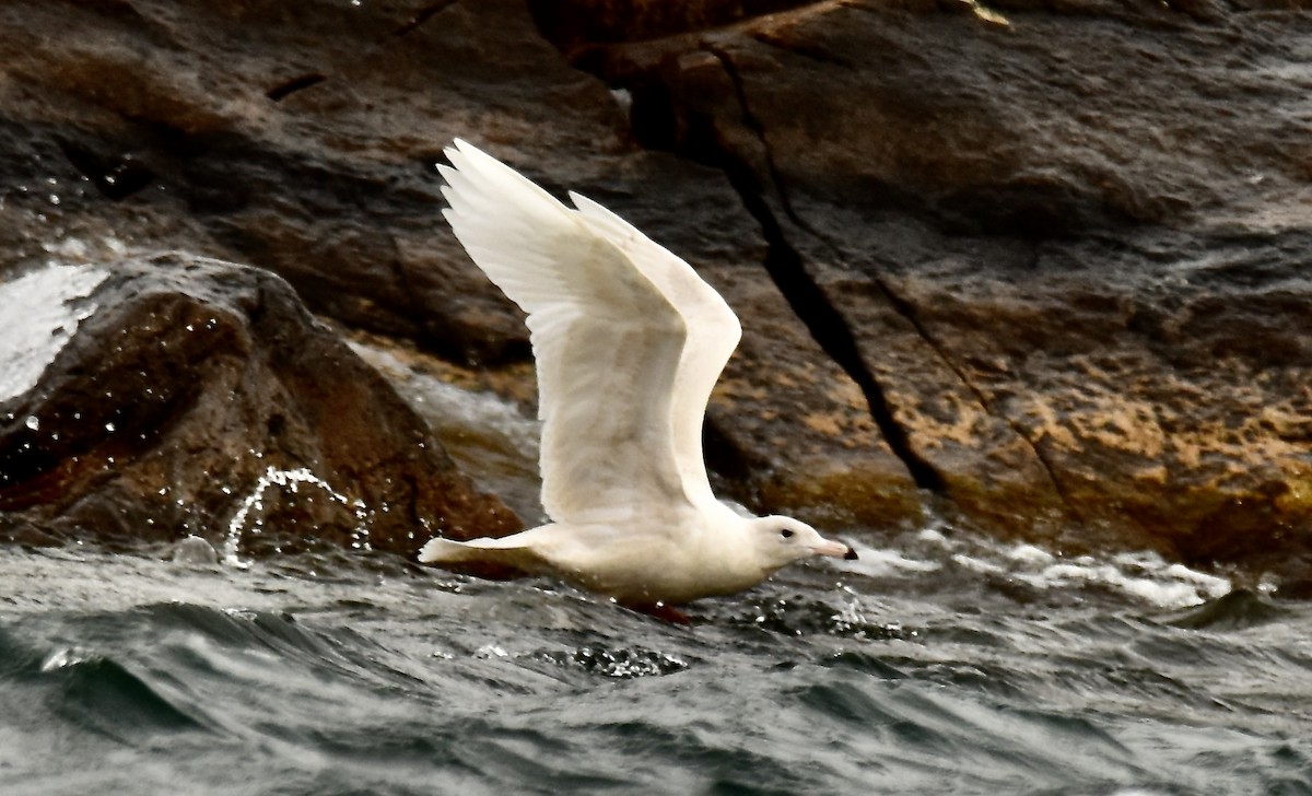 Glaucous Gull - ML615361904