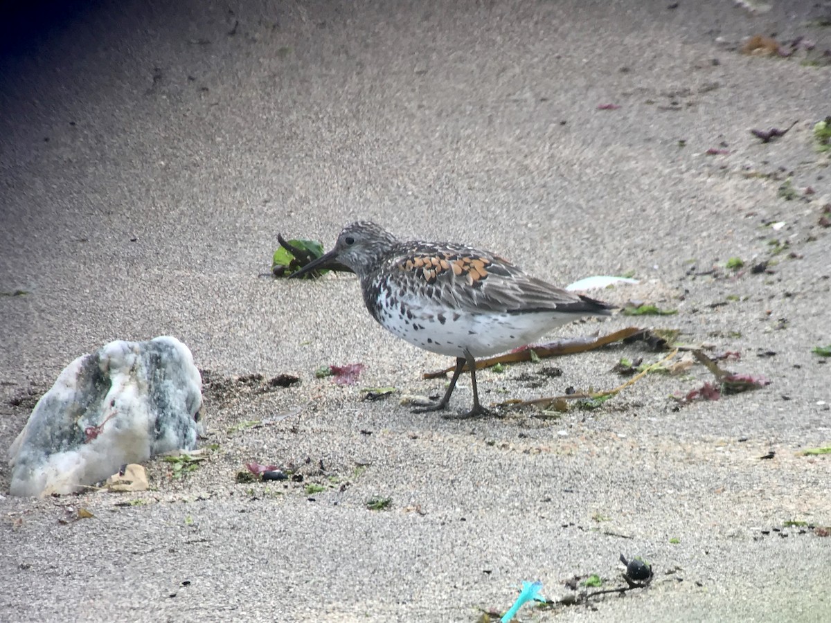 Great Knot - ML615361923