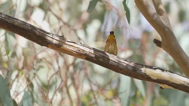 Pardalote pointillé - ML615361937