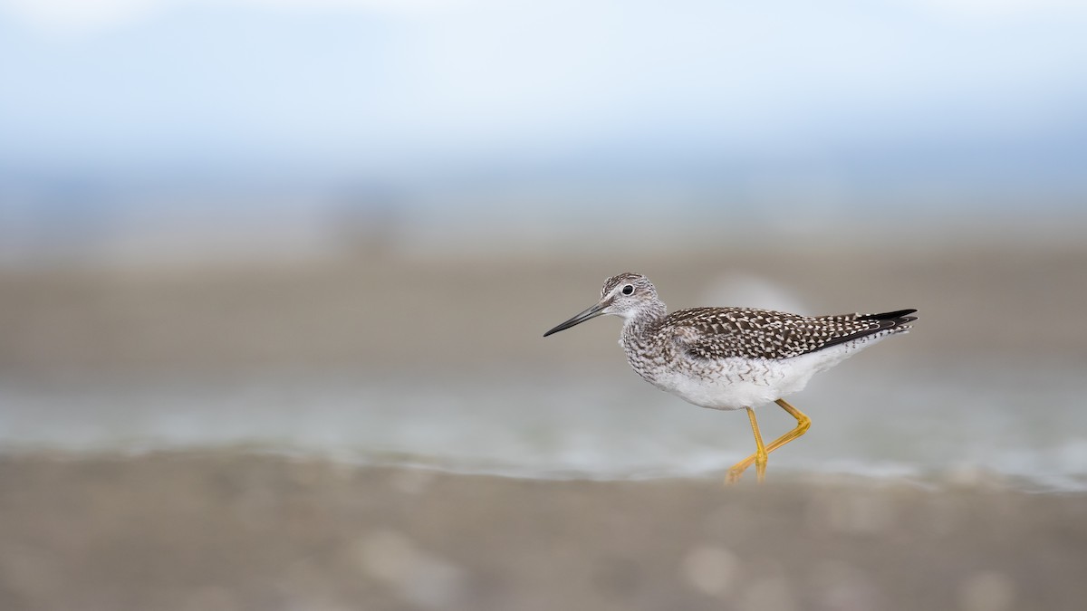 Greater Yellowlegs - ML615361938